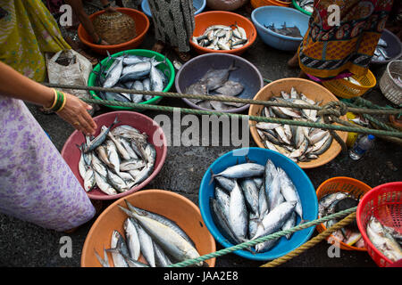 Eine Auswahl verschiedener Fische liegen in bunten Wannen am Kai von Sassoon Fischmarkt verkaufsfertig, Mumbai, Indien. Stockfoto