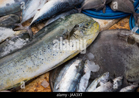 Eine Vielzahl von frischen Fisch zu verkaufen, mit Eis bedeckt. Stockfoto