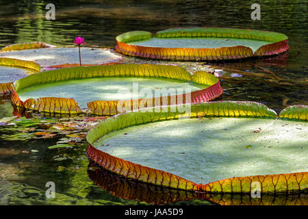 Victoria Regia, große gemeinsame tropische Wasserpflanze im brasilianischen Amazonas-Gebiet mit seiner kreisförmigen Blatt schwimmt auf der Wasseroberfläche. Stockfoto