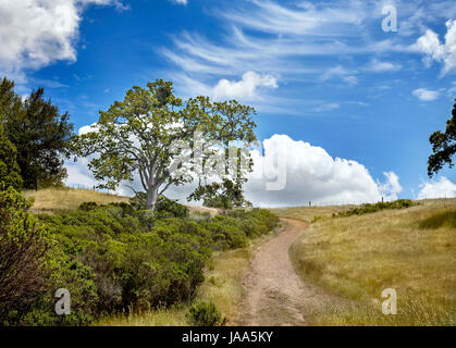 Eine Straße führt zu einer Ranch, umgeben von Bäumen und Rasen, in Nordkalifornien gelegen. Stockfoto