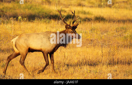 Ein Tule Elk Stier zu Fuß über eine herbstliche Feld in Nord-Kalifornien. Stockfoto