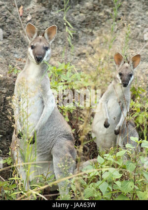 Ein Wallaby und geben neugierig sieht im Lamington National Park. Stockfoto