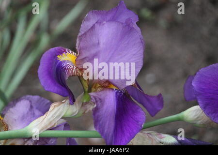 schöne Garten Iris Blume in pompösen Sommer blühen Stockfoto