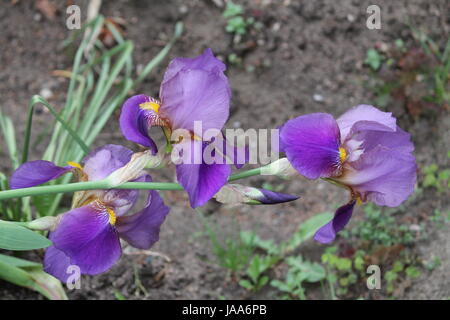 schöne Garten Iris Blume in pompösen Sommer blühen Stockfoto