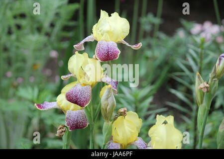 schöne Garten Iris Blume in pompösen Sommer blühen Stockfoto