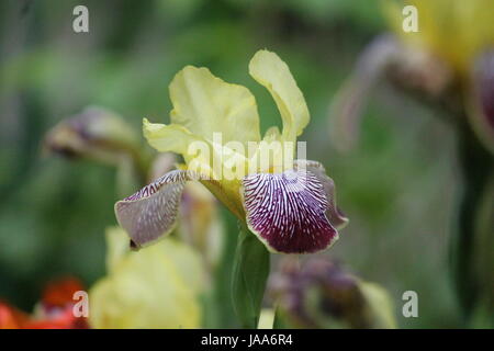 schöne Garten Iris Blume in pompösen Sommer blühen Stockfoto