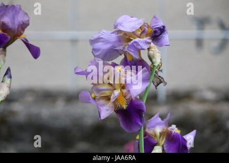 schöne Garten Iris Blume in pompösen Sommer blühen Stockfoto