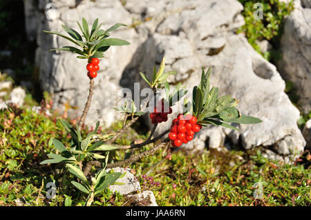 Winzige Daphne Mezereum hoch oben in den Alpen im Nationalpark Berchtesgaden Stockfoto