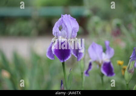 schöne Garten Iris Blume in pompösen Sommer blühen Stockfoto