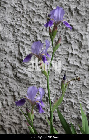 schöne Garten Iris Blume in pompösen Sommer blühen Stockfoto