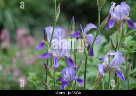 schöne Garten Iris Blume in pompösen Sommer blühen Stockfoto