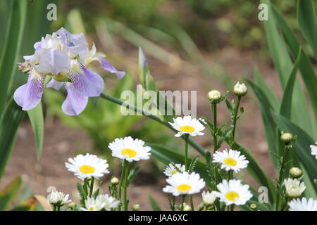 schöne Garten Iris Blume in pompösen Sommer blühen Stockfoto