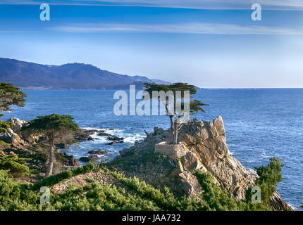 Lone Cypress - 17-Mile-Drive. Dies ist die berühmte lone Cypress in Pebble Beach. An einem Frühlingstag Sunny übernommen. Stockfoto