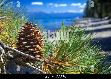 Tannenzapfen mit Lake Tahoe im Hintergrund isoliert. Das Bild ist Süden in Richtung South Lake Tahoe, Kalifornien suchen. Stockfoto