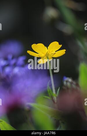 Einzelne gelbe Creeping Buttercup Blume, Ranunculus Repens, schimmern in der Sommersonne auf einem natürlichen dunklen Hintergrund. Stockfoto