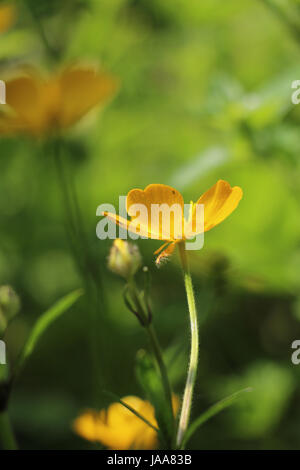 Gelbe Creeping Buttercup Blume, Ranunculus Repens, schimmern in der Sommersonne auf einem natürlichen grünen Hintergrund, Seitenansicht. Stockfoto