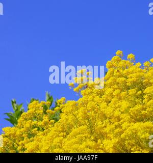 Felsen-Steinkraut - Aurinia Inselbogens 02 Stockfoto