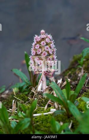 Pestwurz, Petasites Hybridus, rosa Blütenstand an den Ufern der Kennet und Avon Kanal auf Hungerford, Berkshire März Stockfoto