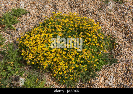 Gelb blühende Polster von Vogel's – Foot Trefoil, Lotus Cornicumalus wächst in den Schindel Chesil Beach, Dorset, Mai Stockfoto