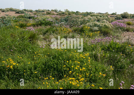 Vielfältig, blühende Pflanzen auf der Landseite der Chesil Beach inkl., Meer, Grünkohl und Sparsamkeit Vogel's – Foot Trefoil im Frühsommer, Dorset, Mai Stockfoto