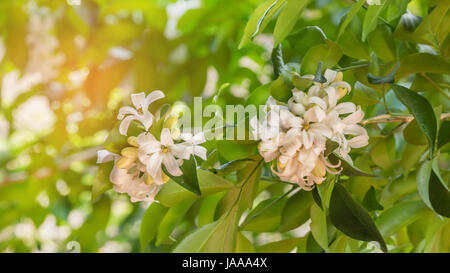 Orangen Jasmin Blüten weiß grüne Blätter im Garten Stockfoto