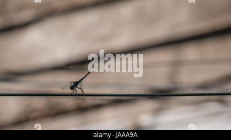 braune Libelle am Seil hautnah Stockfoto