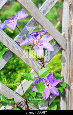 blau, Haus, Gebäude, beauteously, schön, schön, Modell, Farbe, Design, Stockfoto