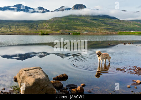 Hund in einem See spiegelt sich im Wasser. Schneebedeckte Berge mit Wolken bedeckt. Island Stockfoto