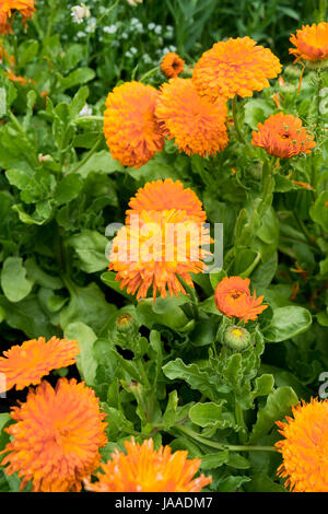 Pflanzen für den Verkauf in einem Gartencenter und Pflanze Kindergarten. Stockfoto