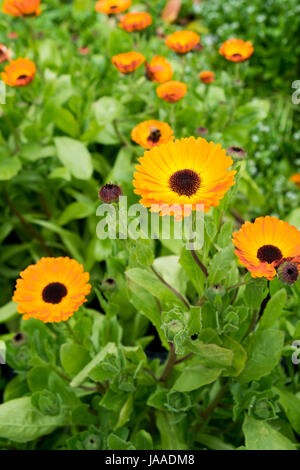 Pflanzen für den Verkauf in einem Gartencenter und Pflanze Kindergarten. Stockfoto