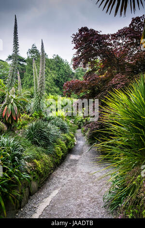 Weg in subtropischen Trebah Garten in Cornwall; Stockfoto