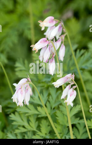 Rosa weiße Blüten von den Frühling blühenden Wald mehrjährige, Dicentra Formosa Ssp Oregana 'Langtrees' gespült Stockfoto