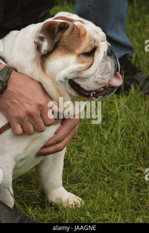 Mann streicheln süße englische Bulldogge im park Stockfoto