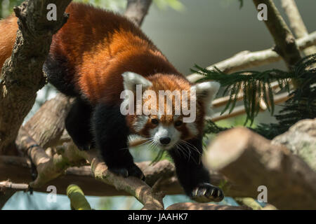 Vom Aussterben bedrohte Red Panda (Ailurus Fulgens) in Singapur Stockfoto