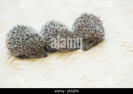 Drei kleine Igel-Porträt auf dem Boden Stockfoto