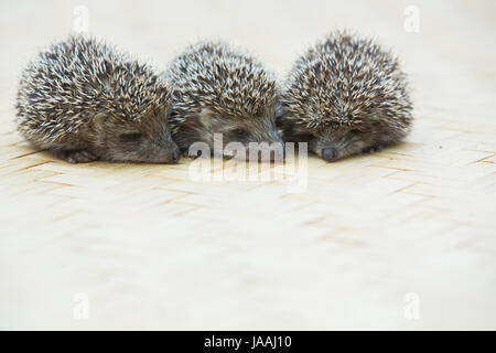 Drei kleine Igel-Porträt auf dem Boden Stockfoto