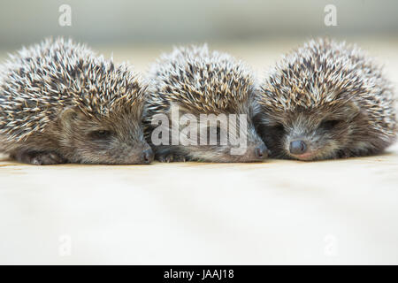 Drei kleine Igel-Porträt auf dem Boden Stockfoto