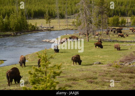 Bison-Büffel-Herde Weiden entlang Yellowstone River in Wyoming Stockfoto