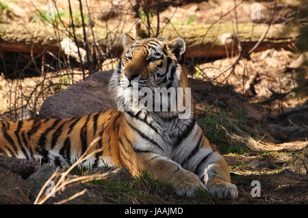 Amur-Tiger, die Verlegung in den Wäldern Stockfoto