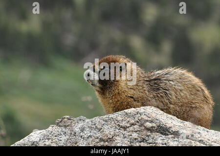 Goldene Murmeltier fungiert als eine Sentry Wache auf den Felsen oberhalb der Baumgrenze in Colorado Stockfoto