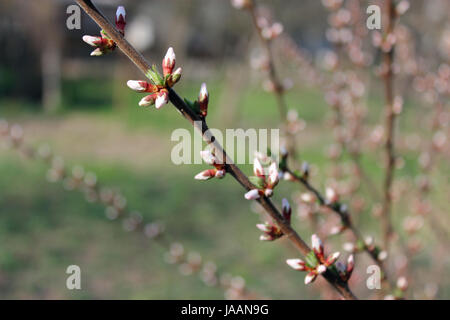 Zweig mit ungeöffneten Knospen der Prunus Tomentosa Blumen Stockfoto