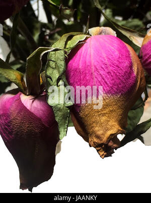 Getrocknete Rosenknospen in rosa und braun Stockfoto