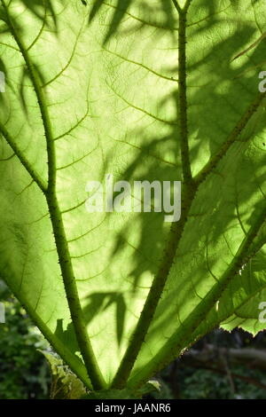 Backlit Gunnera Blatt mit Schatten auf Blatt Stockfoto