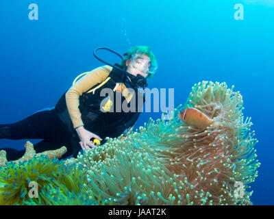 Weibliche Taucher in einem rosa Anemonenfisch oder Clownfische in Bunaken, Indonesien Stockfoto