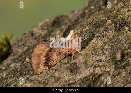 Kamelspinner, Kamel-Zahnspinner, Kamelzahnspinner, Ptilodon Capucina, Lophopteryx Capucina, Coxcomb Prominente, La Crête de Coq, Zahnspinner, Notodonti Stockfoto