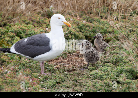 Möwe Küken mit Mutter auf Anacapa Island in Channel Islands Nationalpark im Süden Kaliforniens. Stockfoto