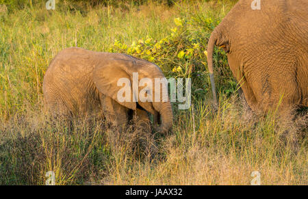 Afrikanischer Buschelefant, Loxodonta Africana, Essen neben Erwachsenem, Safari-Wildreservat, Greater Kruger-Nationalpark, Südafrika Stockfoto