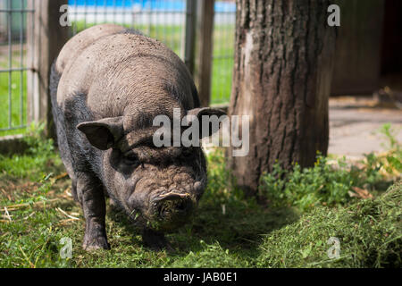 Schwein im freien Stockfoto