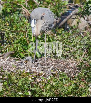 Great Blue Heron auf Nest Fütterung Küken Stockfoto