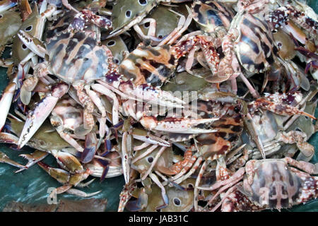 Die Dungeness Krabbe, Metacarcinus Magister (früher Krebs Magister) am Fischmarkt in Digha, West Bengal, Indien. Stockfoto